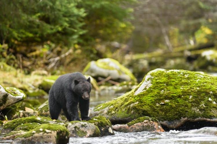 Missouri Approves Dangerously High Quota for Black Bear Hunting