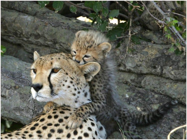Cheetah Mother with Cub
