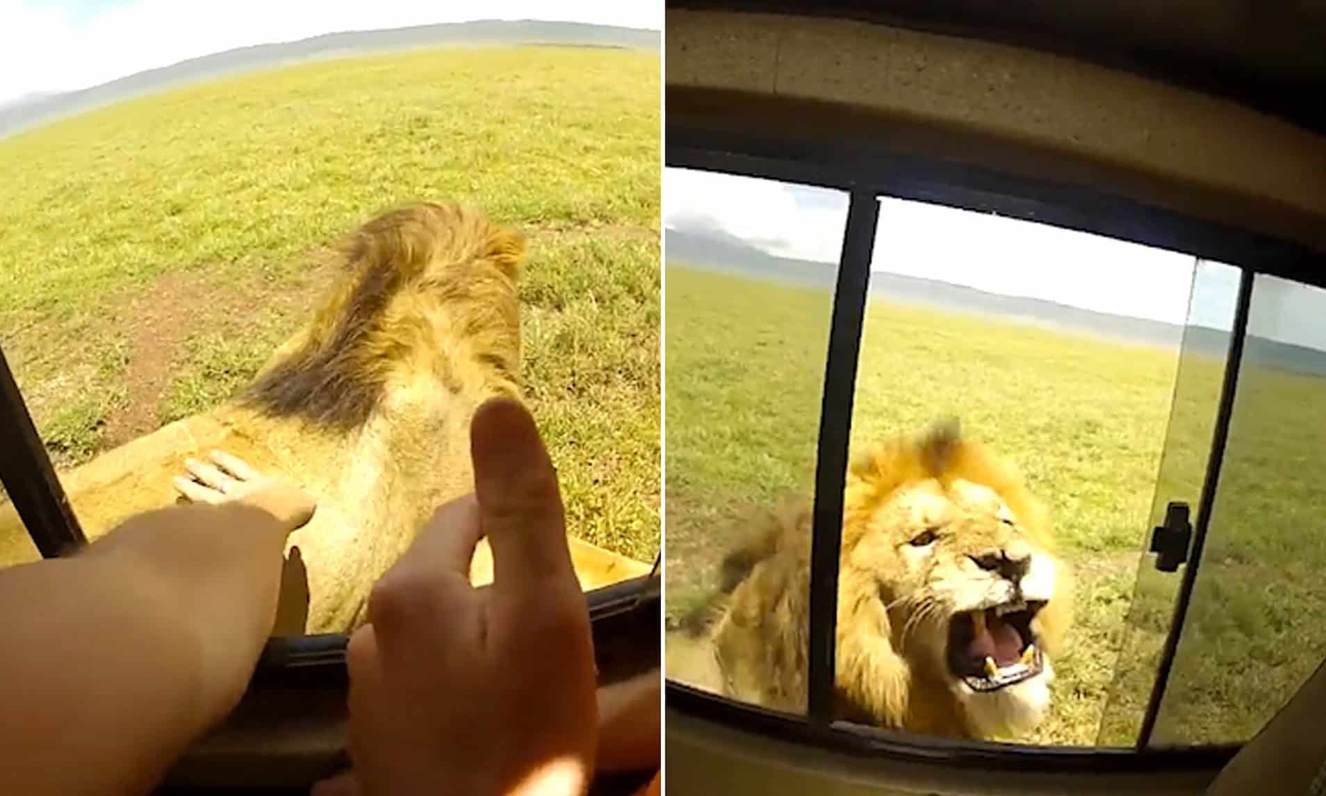 Moment tourist almost gets savaged by angry lion after POKING him from window of safari Jeep while trying to take a photo