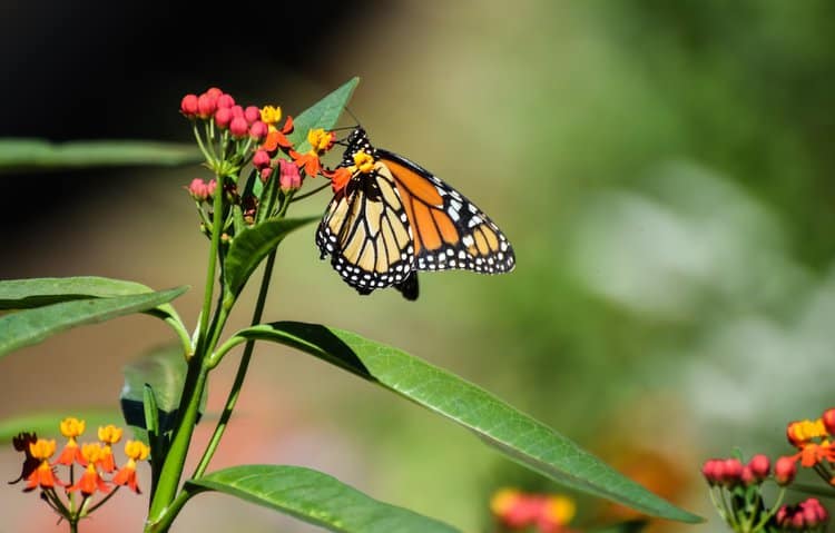 Monarch Butterflies Face Three Major Threats