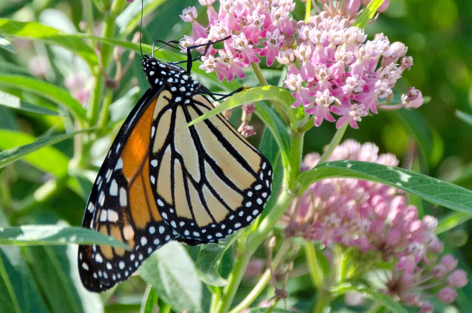 Grassland butterflies in rapid decline in Europe » Focusing on Wildlife