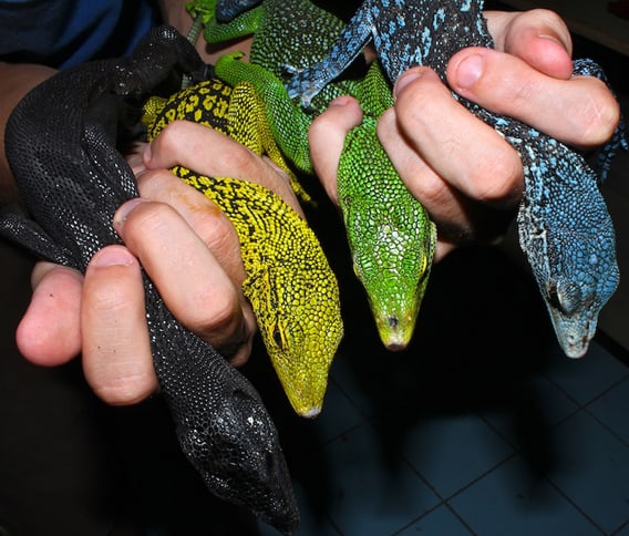 Monitor lizards vanishing to international trade in pets and skins
