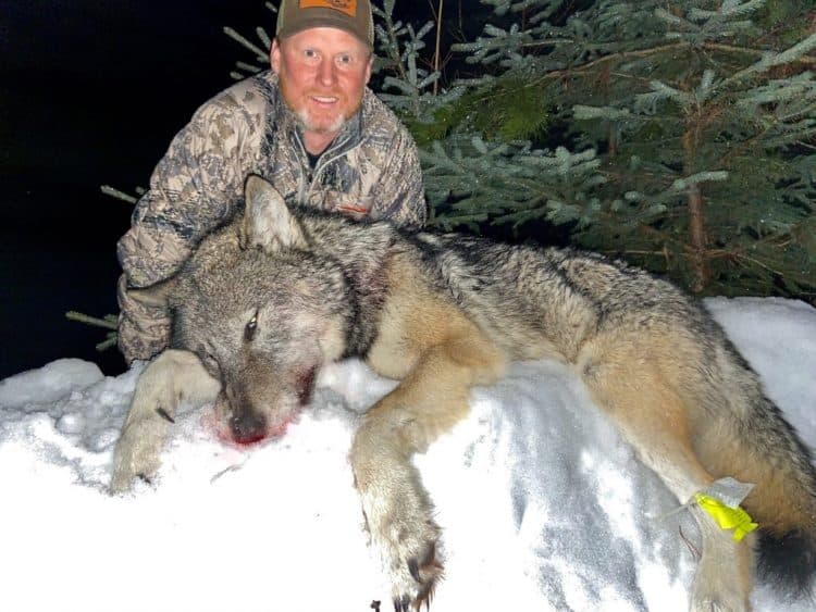 Montana considers new rules to curb wolves amid public ire