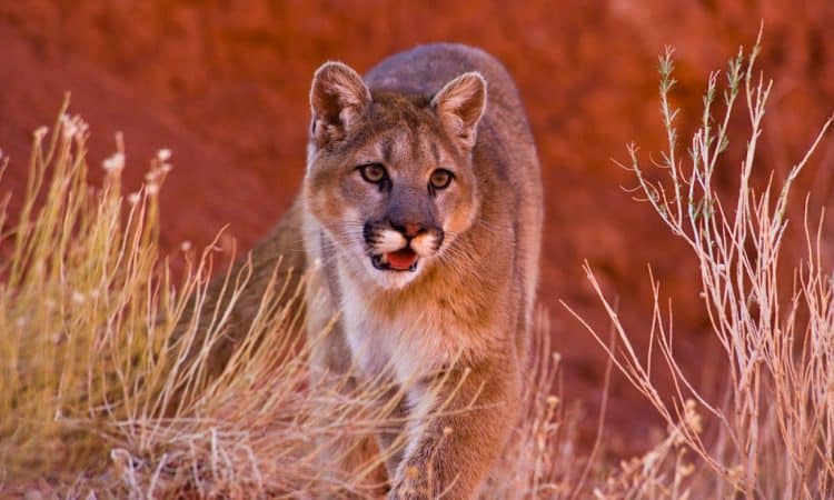 Mountain lions slaughtered to protect endangered bighorn sheep