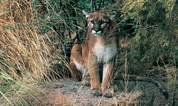 Montana Governor Confirms He Killed Mountain Lion in Controversial Hunting Incident