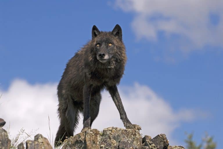 Montana Governor Kills Wolf