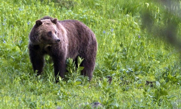 Montana guide mauled to death in grizzly bear attack outside Yellowstone