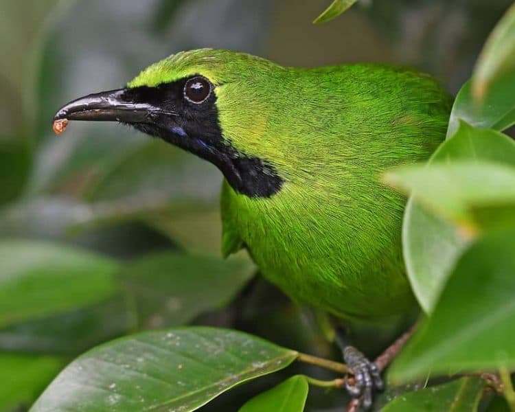 More caged birds than wild: Javan songbird crisis revealed