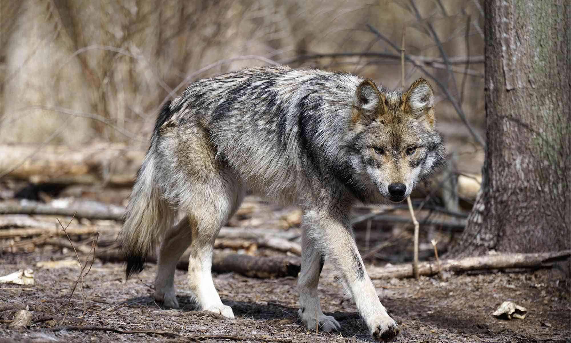 More on Wildlife Services’ sketchy depredation reports blaming Mexican gray wolves for livestock kills