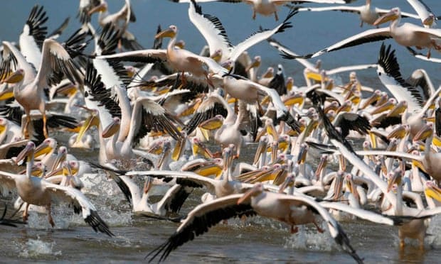 More than 700 pelicans found dead in Senegal world heritage site