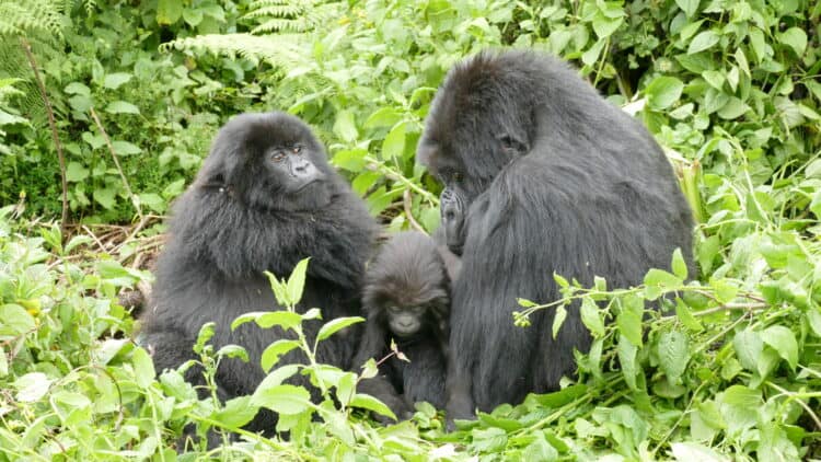 Using the Dian Fossey Gorilla Fund’s 55 - year database, researchers found that gorillas wh o experienced early adversities -- such as parental death or in stability in their social group -- but survived until the age of 6 did not suffer long - term consequences in adulthood, in contrast to what has been observed in other species. Credit: Dian Fossey Gorilla Fund