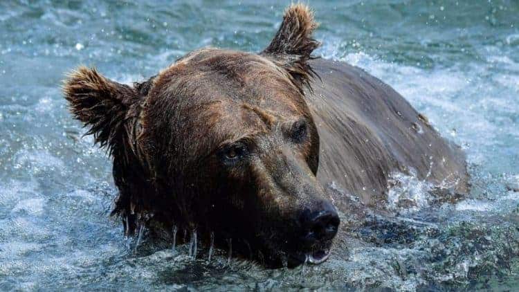 Mother bear and cub shot after climbing onto Russian nuclear submarine