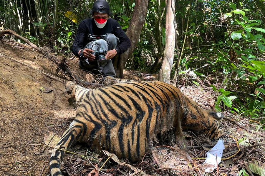 Mother tiger and her cubs found dead in Sumatran forest