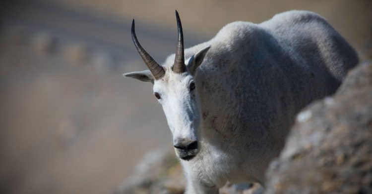 Mountain goats have sharp horns which they use with deadly effectiveness when under threat.