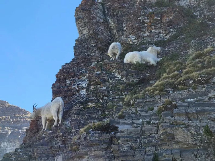 Mountain goats have killed three dogs in the last three weeks on Mount Timpanogos, a Utah mountain that's a popular hiking and camping spot, local authorities told Newsweek. TIMPANOGOS EMERGENCY RESPONSE TEAM
