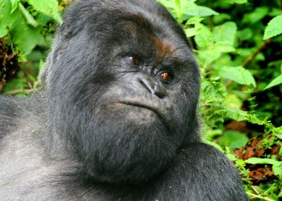 Mountain Gorillas Reveal Their Genetic Secrets