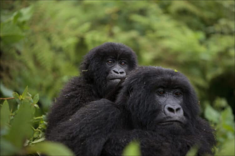 Mountain gorilla with baby, photographed in Rwanda. When females move between groups, reproduction is delayed, a recent study finds. Image by Ludovic Hirlimann via Flickr (CC BY 2.0).