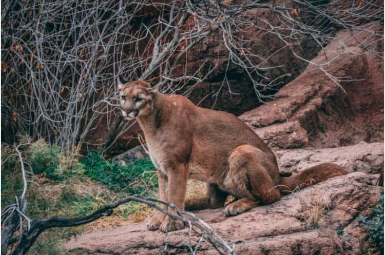 Mountain lion P-54 is killed by vehicle four years after her mother died on the same road