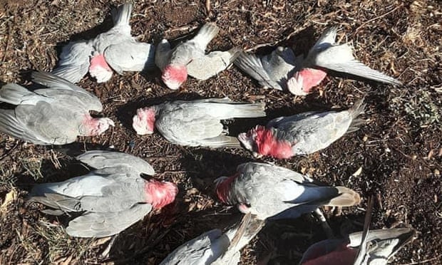 Mouse plague poison kills dozens of birds in New South Wales