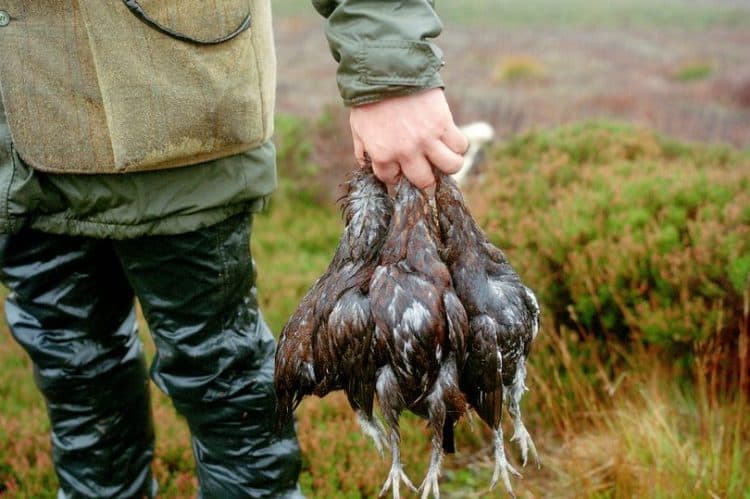 MPs to debate intensive grouse hunting after 111,000 people sign petition