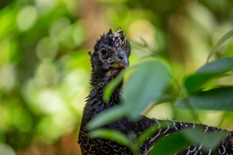 A bare-faced curassow, a nidifugous bird, which means the chicks leave the nest quickly to follow their parents. Image by Matías Rebak.