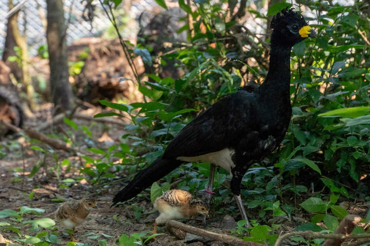After 50 years without any bare-faced curassows, three chicks were born in Iberá in February 2021. Image by Matías Rebak.