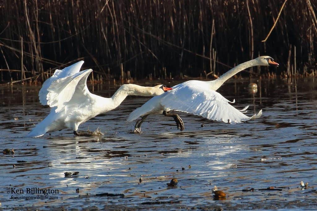 Spring Mating – Mute Swans