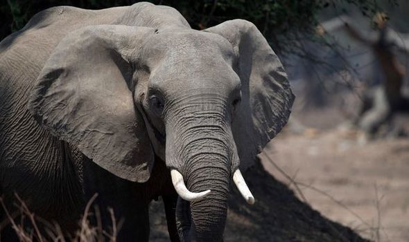 Mystery as 12 elephants suffer ’extremely sudden deaths’ in Zimbabwe taking total to 34