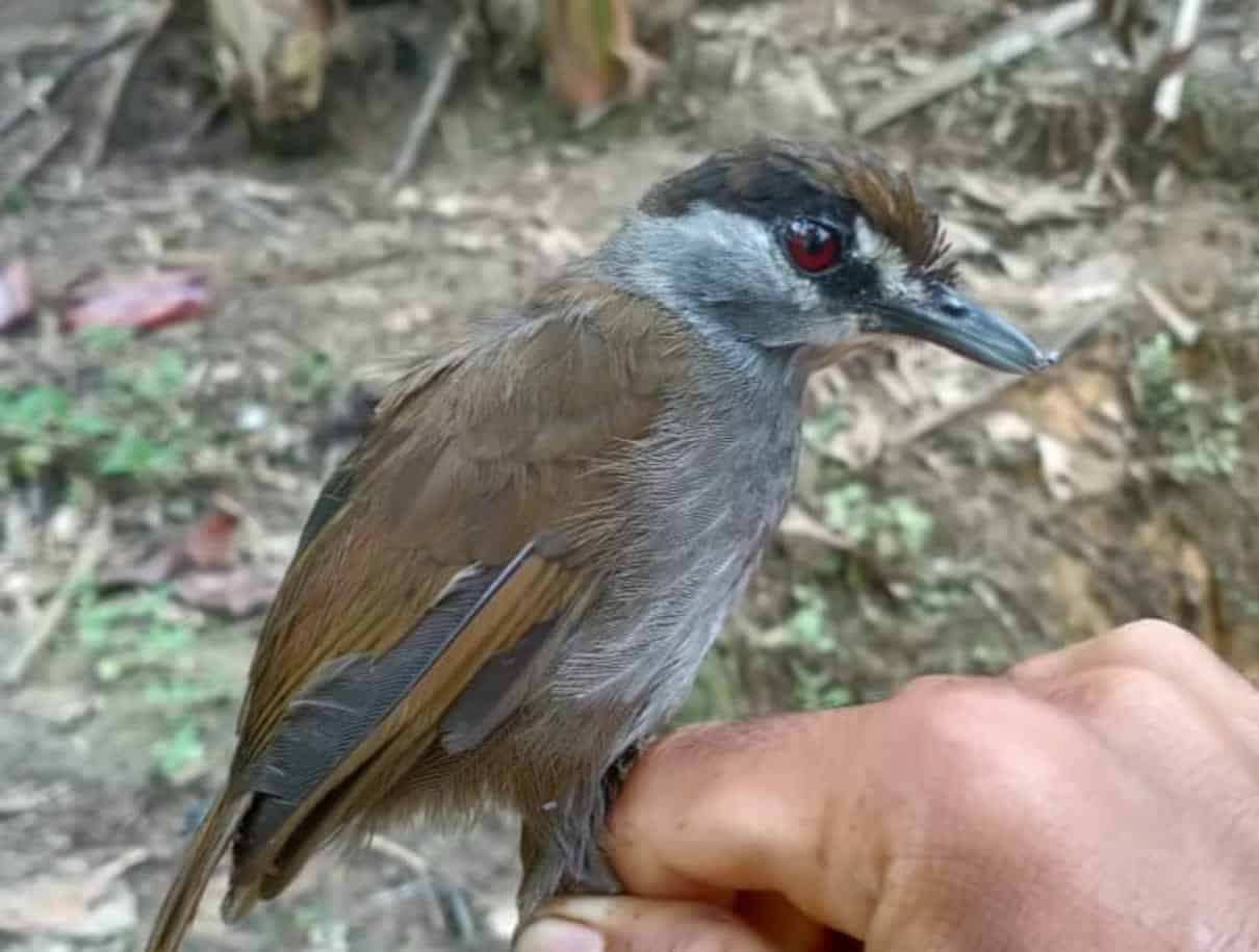 Mystery bird not seen in 172 years makes surprise reappearance in Borneo forest