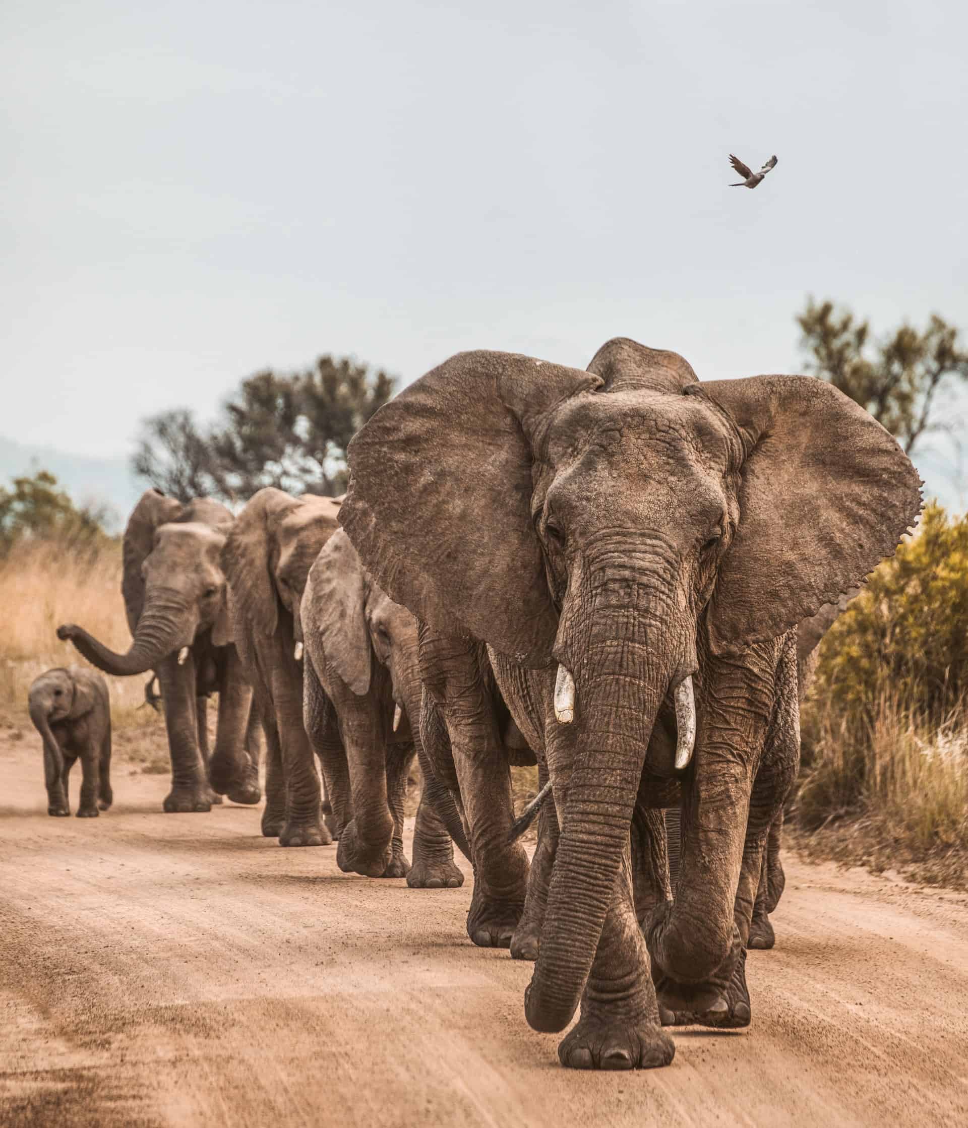 Namibia Auctions Off 57 Wild Elephants