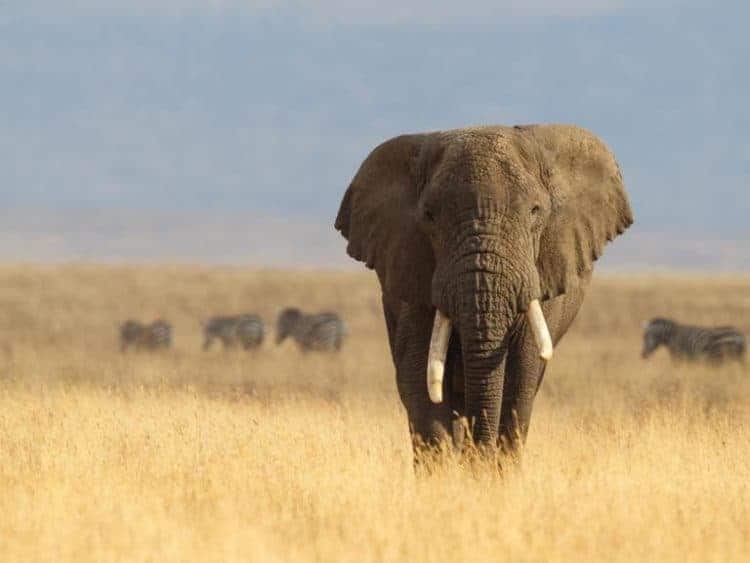 Namibia culls elephants to ‘protect crops and farmers’