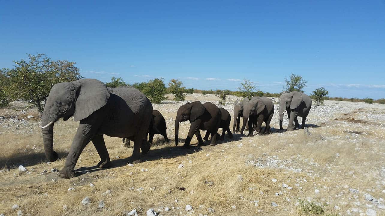 Namibia to sell off wild elephants in controversial auction