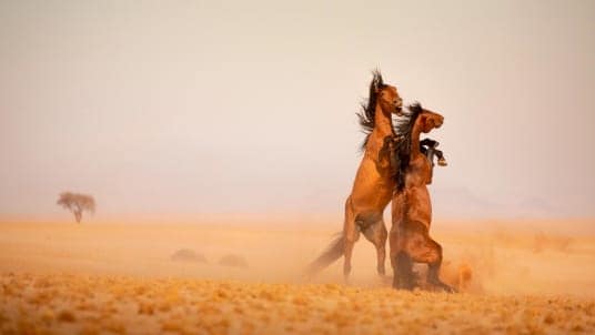 Namibia's last wild horses face a perilous future