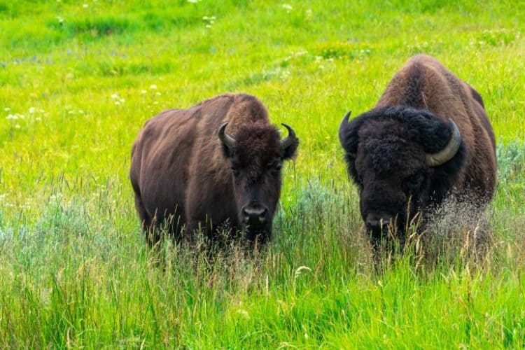 National Park Service Allowing Trophy Hunting at Grand Canyon Puts More than Bison at Risk