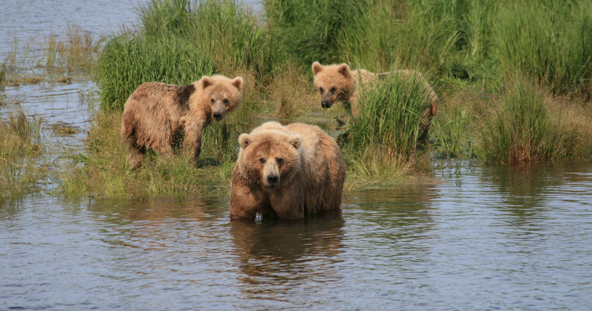National Park Service to allow brutal hunting methods on Alaska’s national preserves