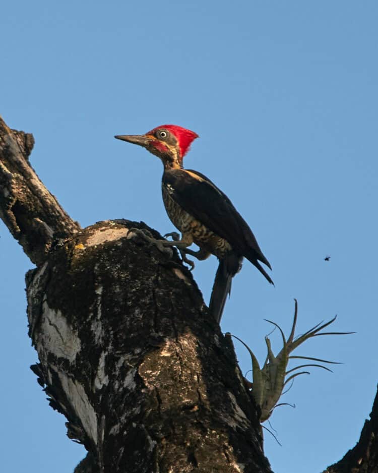 Ivory-billed Woodpecker to be Declared Extinct by US Fish and Wildlife Service