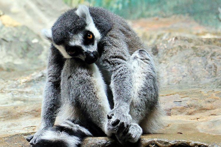 The mortality rate for animals, particularly exotic species, can be higher in roadside zoos due to poor living conditions. PHOTO: PEXELS
