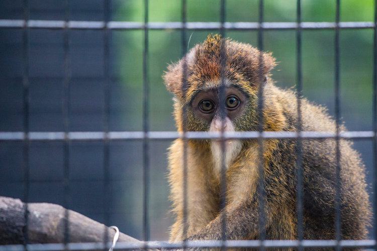 Enclosures at some roadside zoos may be smaller and less stimulating than those in larger zoos.PHOTO: PEXELS