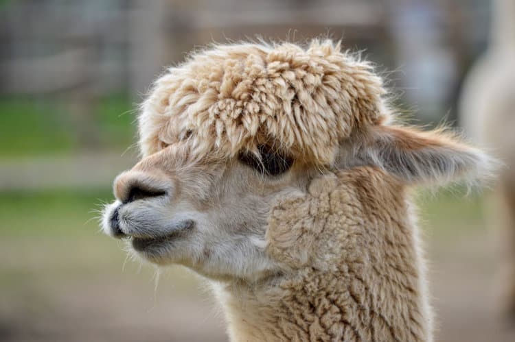 89 animals were rescued from the Natural Bridge Zoo, including llamas, lemurs, macaws, and pythons, while 27 were found dead.PHOTO: PEXELS
