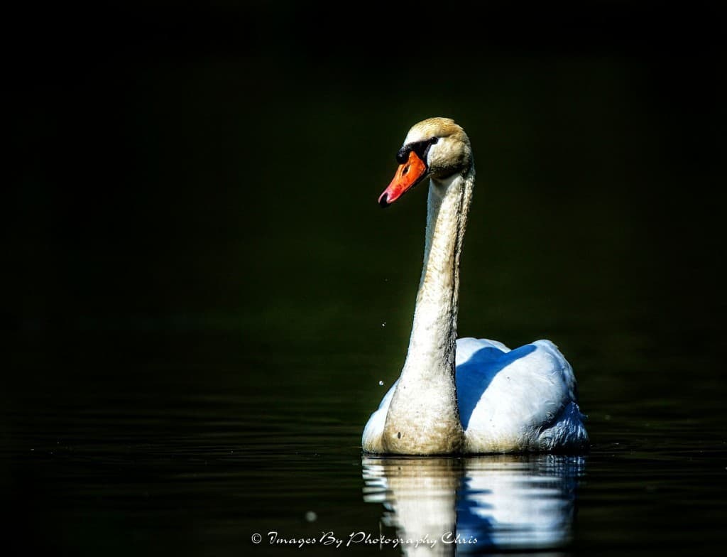 Swan in the Water