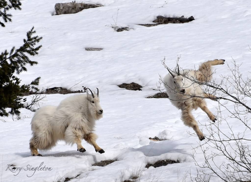 Mountain Goats Playing