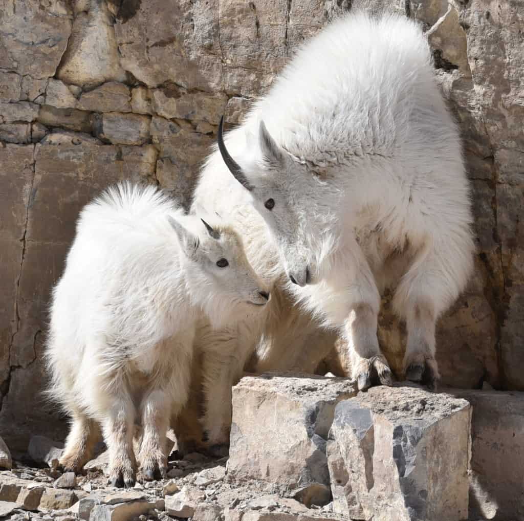 Nanny and Kid Mountain Goat