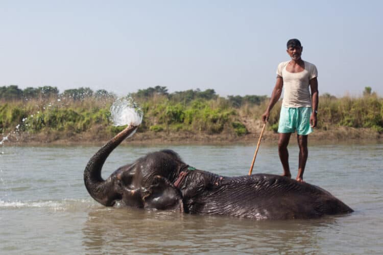 A mahout gives his elephant a bath in Chitwan. Image by Sitoo via Flickr (CC BY-NC-ND 2.0).