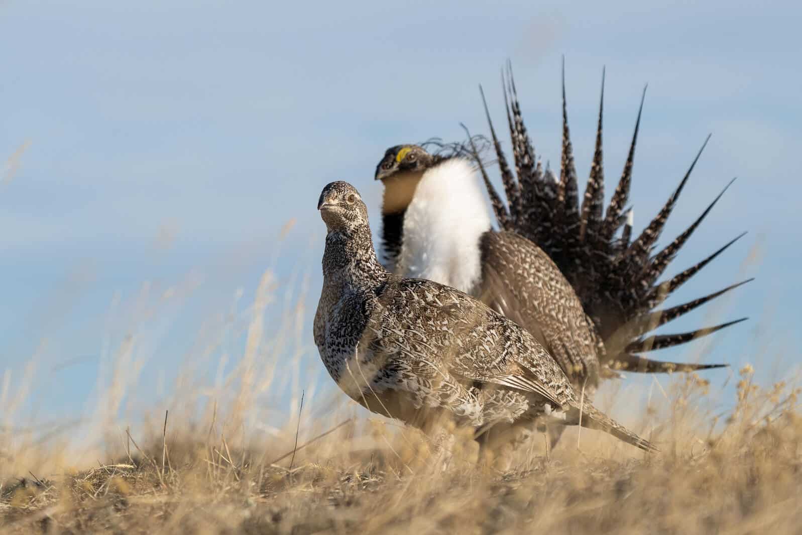 New Federal Report Shows 80-Percent Decline in Greater Sage-Grouse Populations