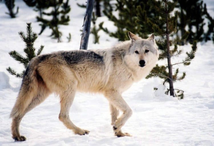 New MT wolf hunting season will allow baiting and night hunting
