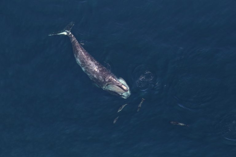 New Rule on Critically Endangered North Atlantic Right Whales Falls Short