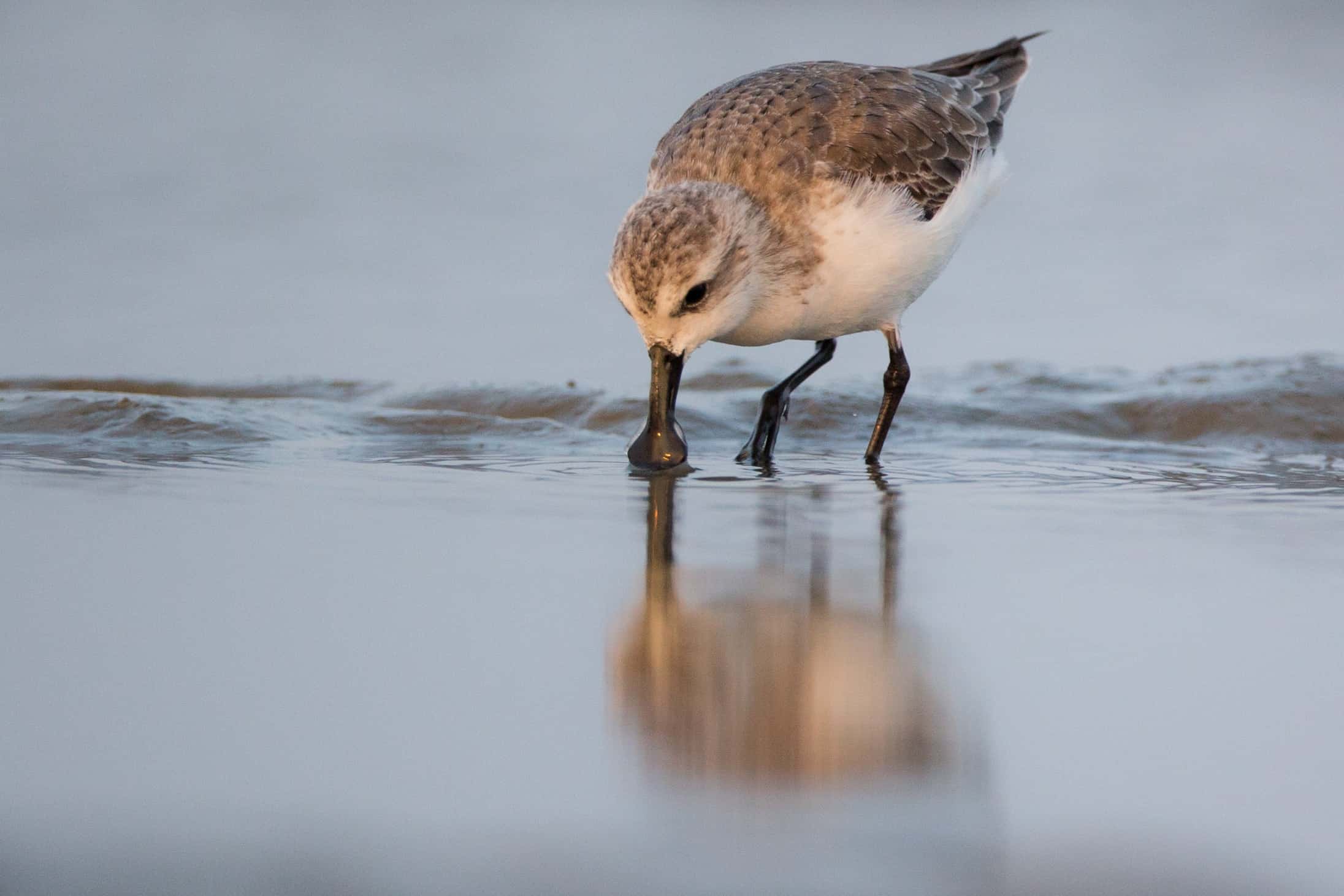 New study quantifies impact of hunting on migratory shorebird populations
