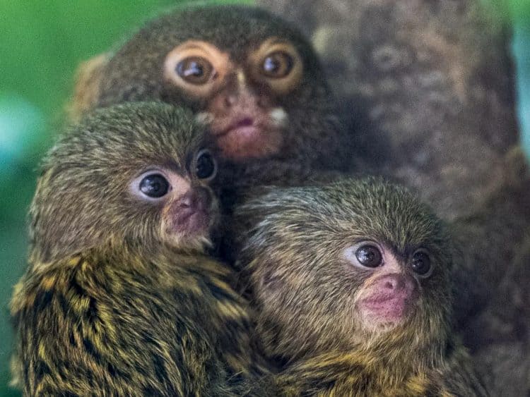 Pygmy marmosets were among endangered species promoted for sale (AFP via Getty Images)