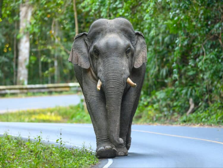 In eastern India, an elephant killed a 70-year-old woman before returning to trample her body during her funeral