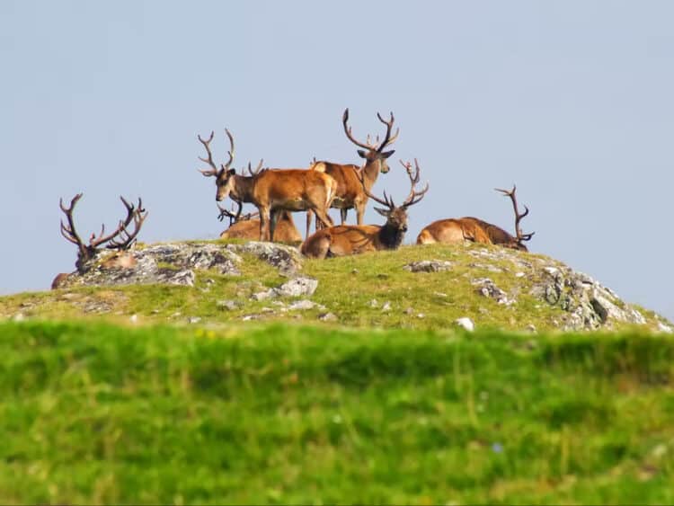 Gamekeepers and shepherds furious at plan to cull deer and regenerate lost woodlands in the Scottish Highlands